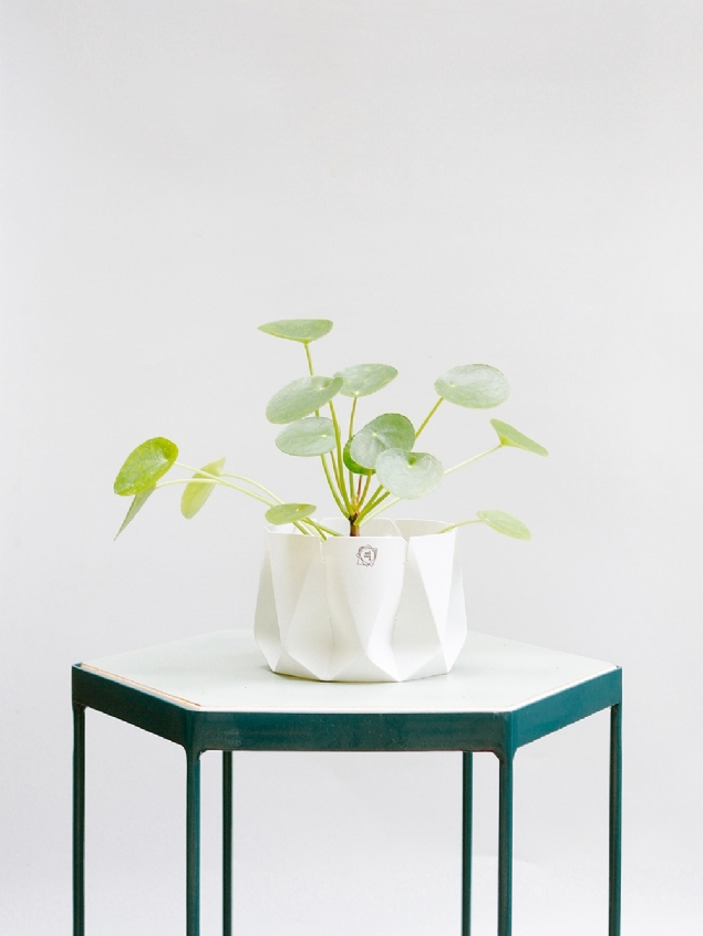 Pilea 012