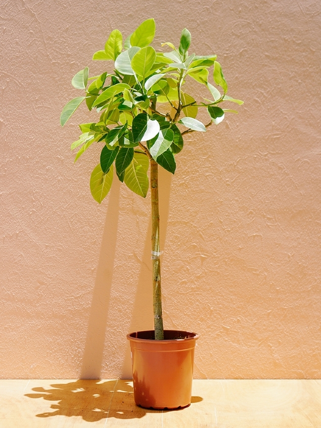 Ficus Altissima 025 - avoreta