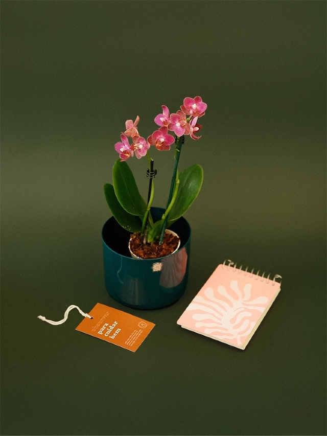 Orquídea e bloquinho - Reto 12